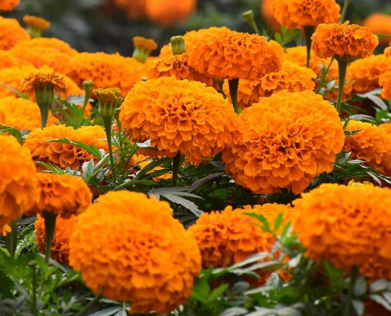 Can Dogs Eat Marigolds?