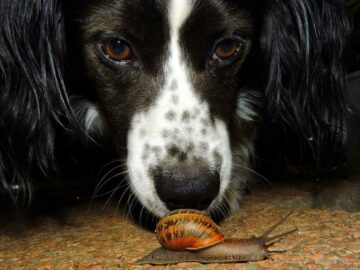 Can Dogs Eat Snails?