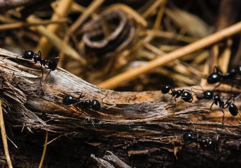 How to Get Ants Out of Dog Food