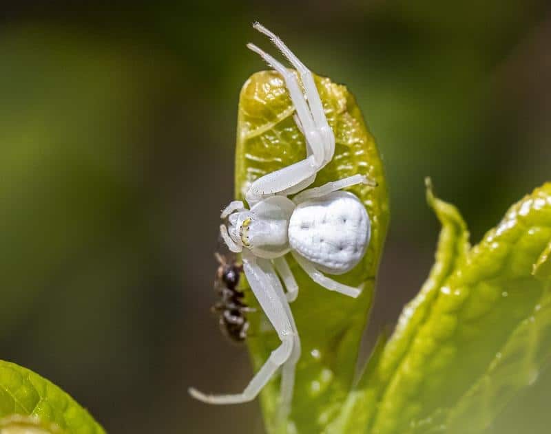 How to Get Rid of Crab Spiders