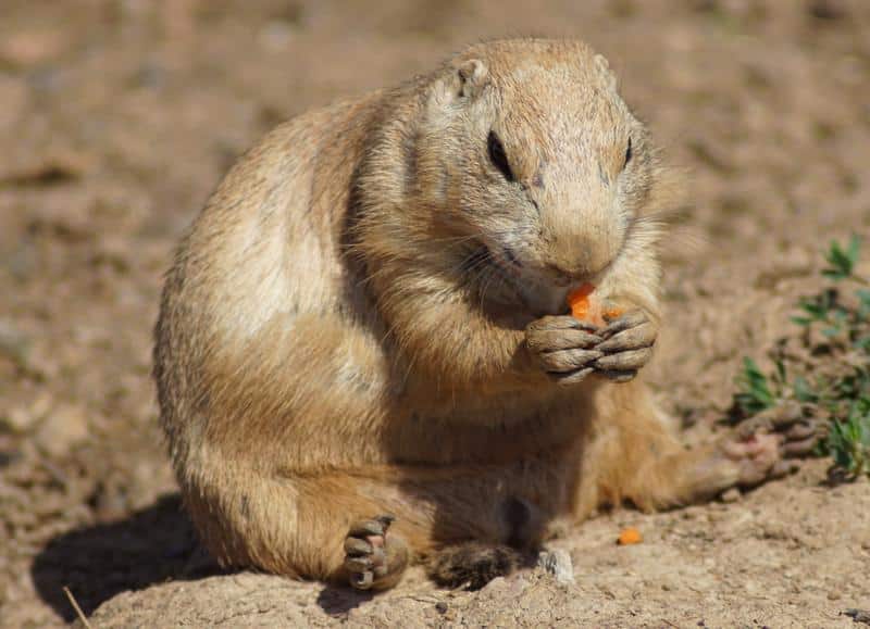 How to Get Rid of Gophers Naturally