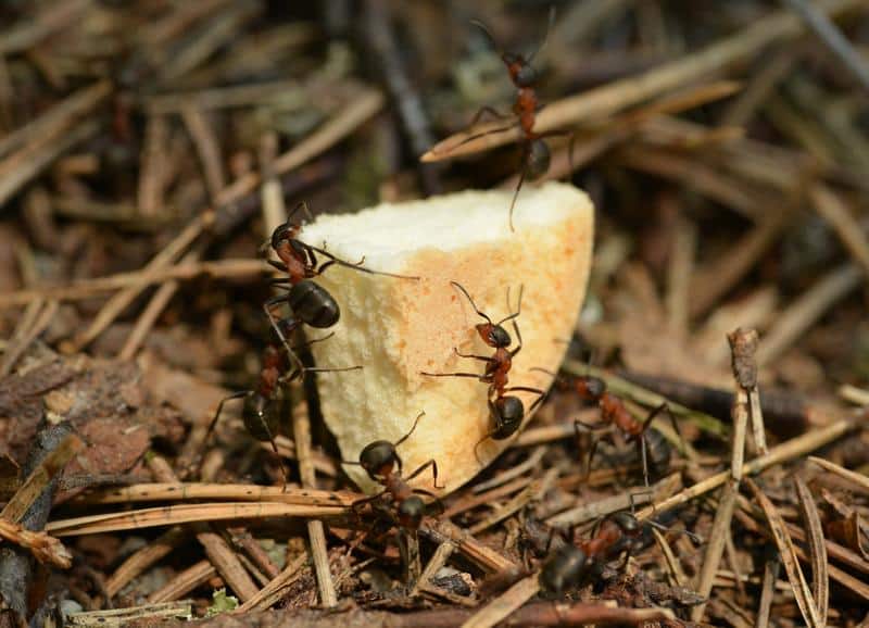 How to Keep Ants Out of Dog Food