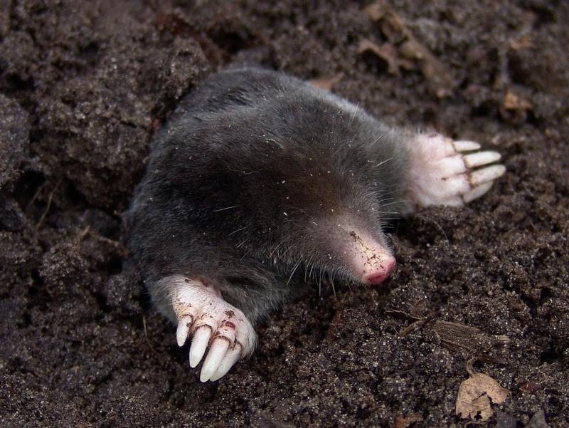 My Dog Killed a Mole, Will He Get Sick?