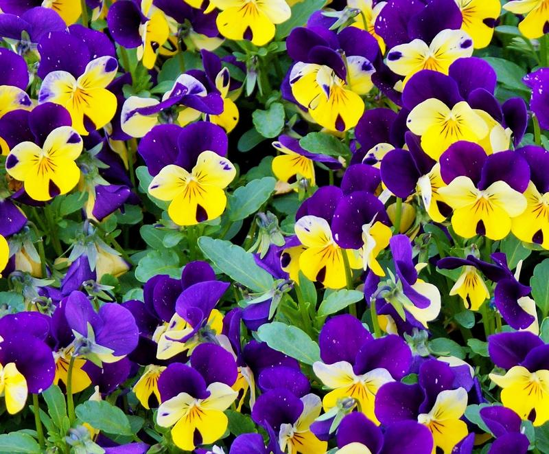 Pansies Safe for Dogs