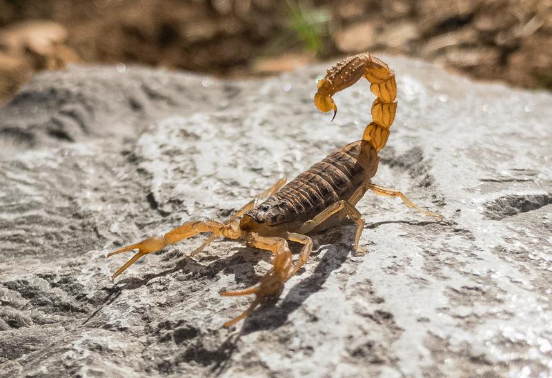 Scorpion Sting on Dog