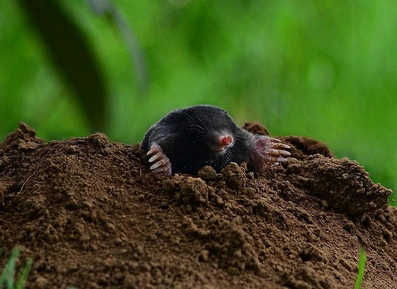 Signs of Mole Poison in Dogs