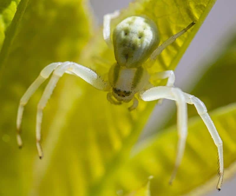 What Do Crab Spiders Look Like?