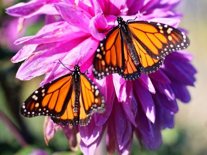 Why Are Monarch Butterflies Poisonous?