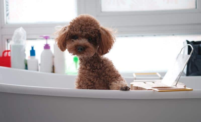 Why Does My Dog Poop in the Bathtub?