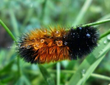 Woolly Bear Caterpillar Poisonous to Dogs