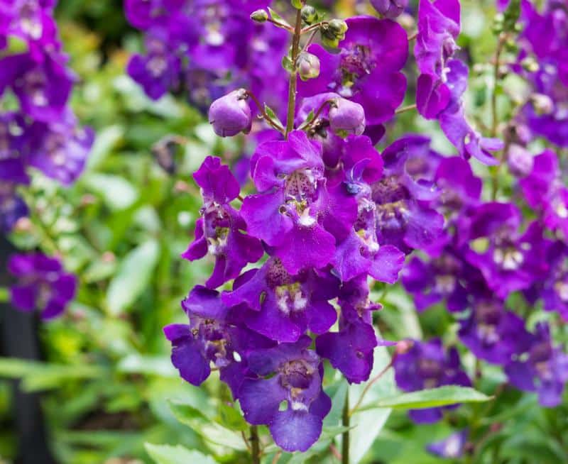 Angelonia Safe for Dogs