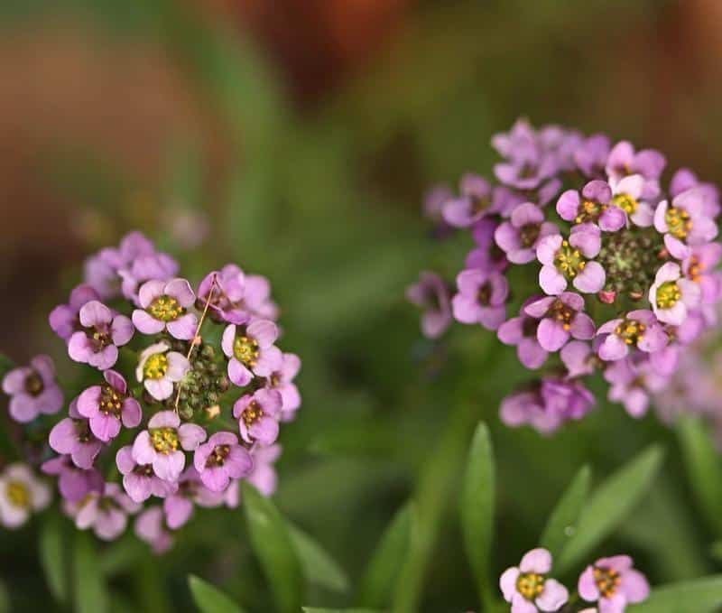 Are Alyssum Poisonous to Dogs?