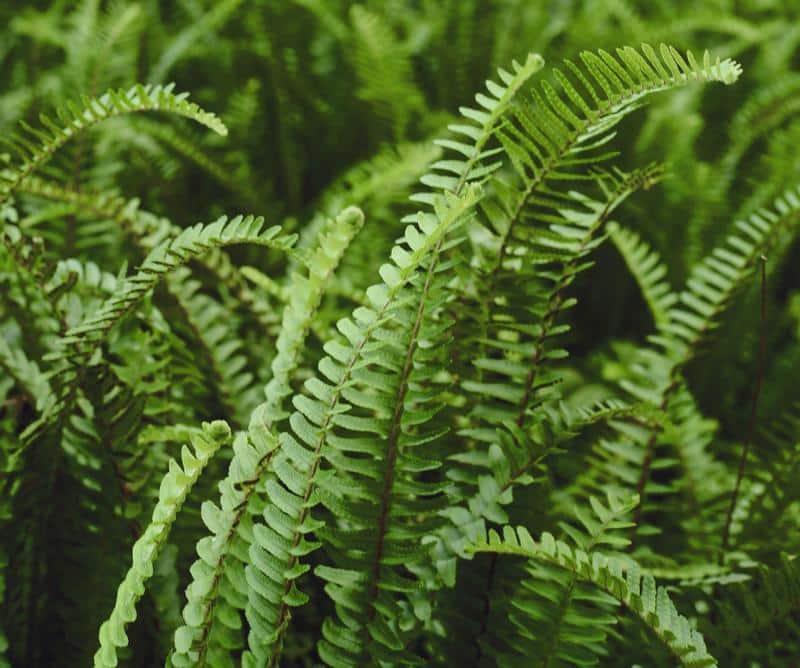 Are Boston Ferns Poisonous to Dogs?