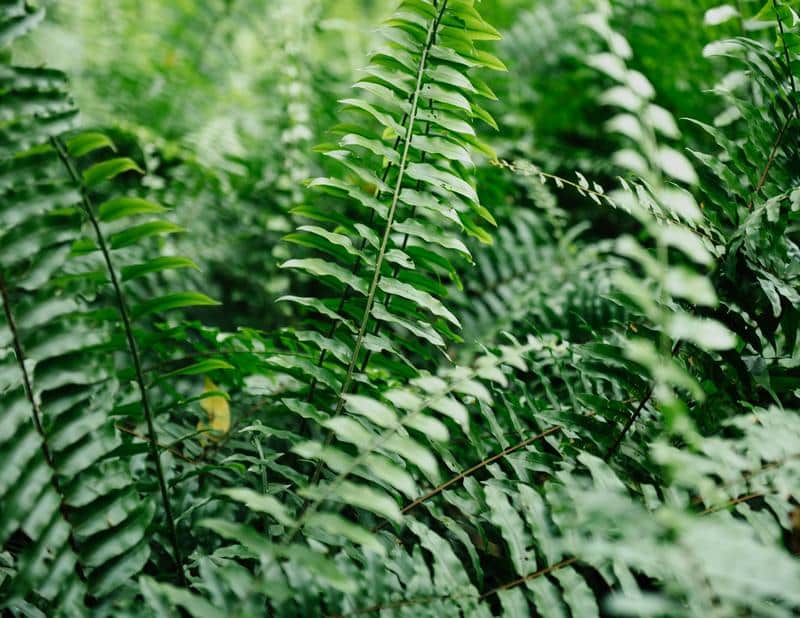 Are Boston Ferns Toxic to Dogs?