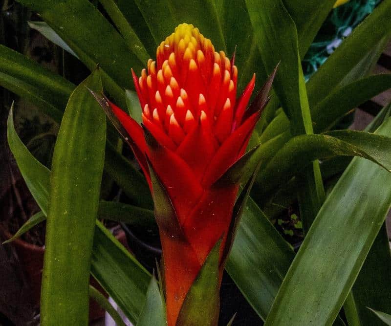 Are Bromeliads Poisonous to Dogs?