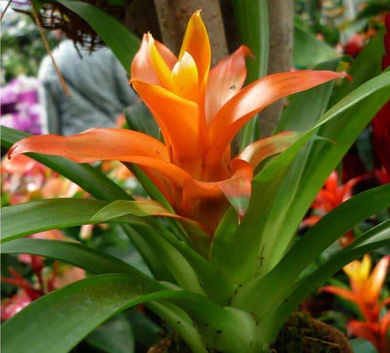 Are Bromeliads Toxic to Dogs?