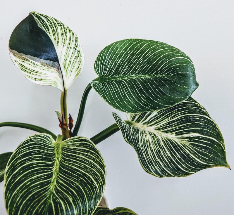 Are Calathea Plants Toxic to Dogs?