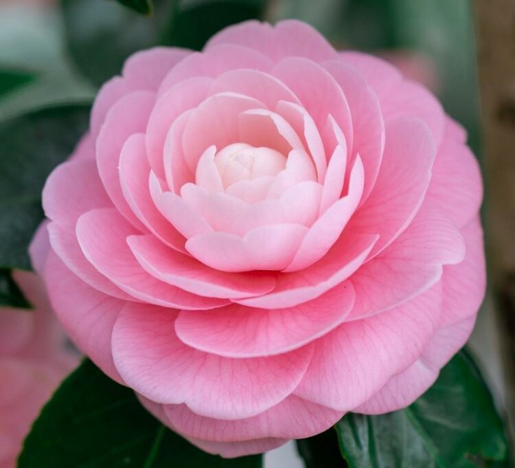 Are Camellias Poisonous to Dogs? Are Camellias Toxic to Dogs? [Answered]