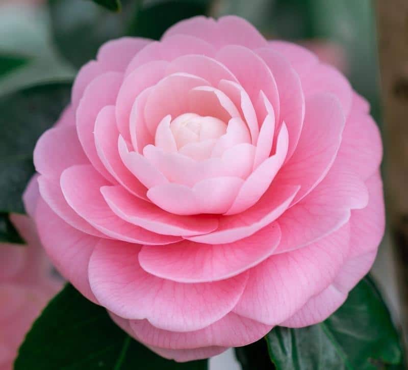 Are Camellias Poisonous to Dogs?