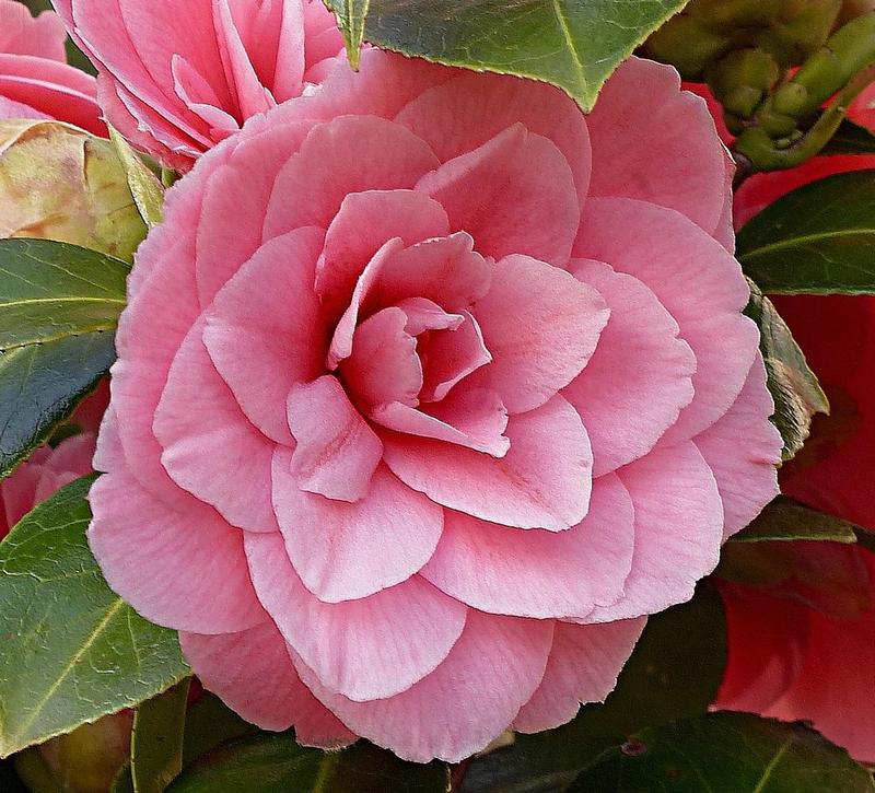 Are Camellias Toxic to Dogs?