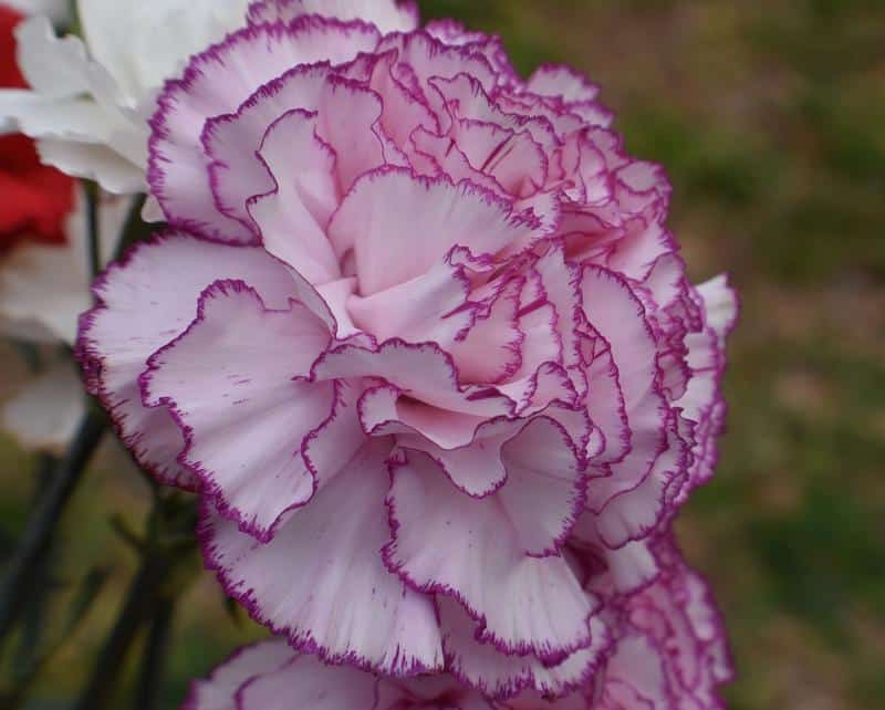 Are Carnations Poisonous to Dogs?
