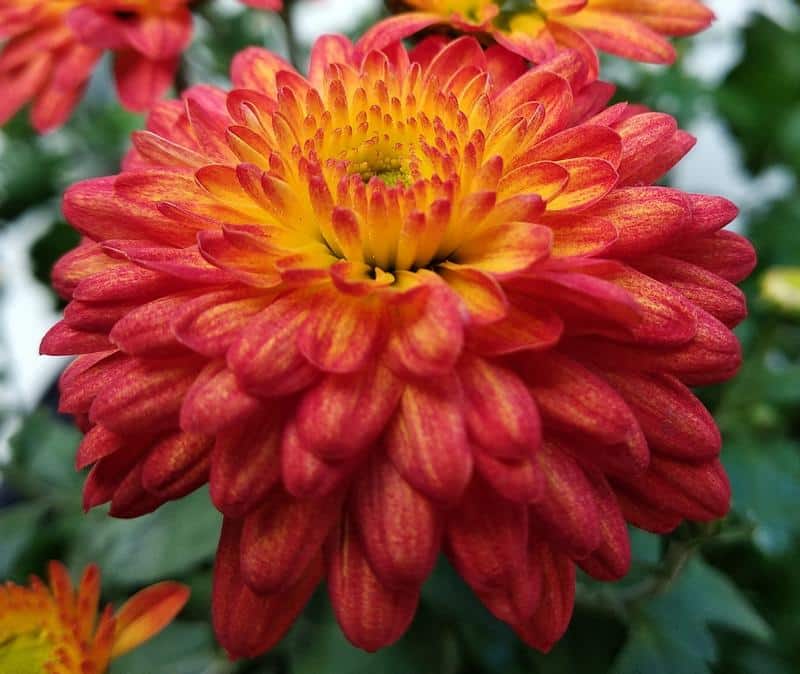 Are Chrysanthemums Poisonous to Dogs?