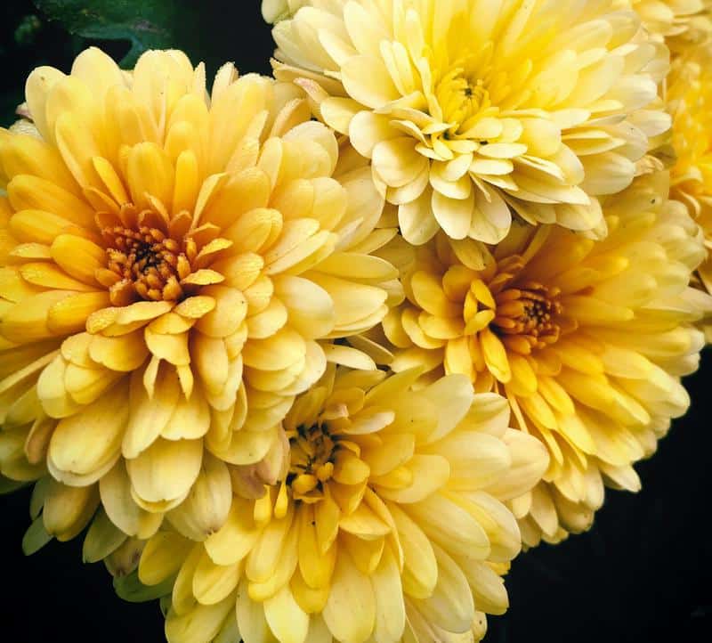 Are Chrysanthemums Toxic to Dogs?