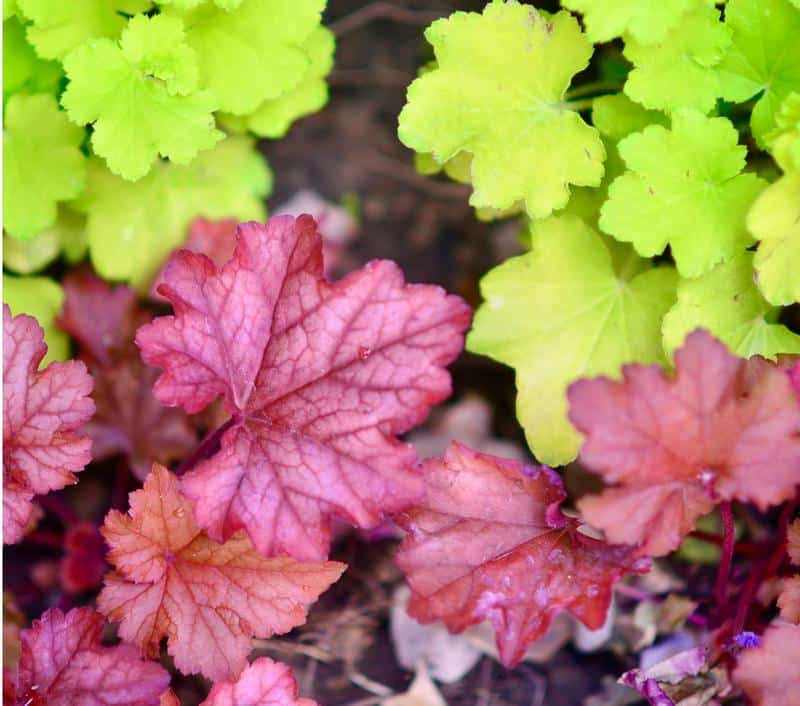 Are Coral Bells Toxic to Dogs?
