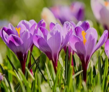 Are Crocus Poisonous to Dogs?