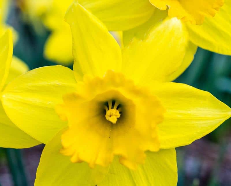 Are Daffodils Toxic to Dogs?