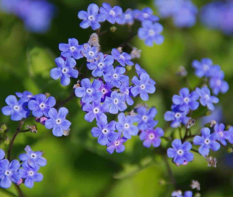 Are Forget-Me-Nots Poisonous to Dogs?