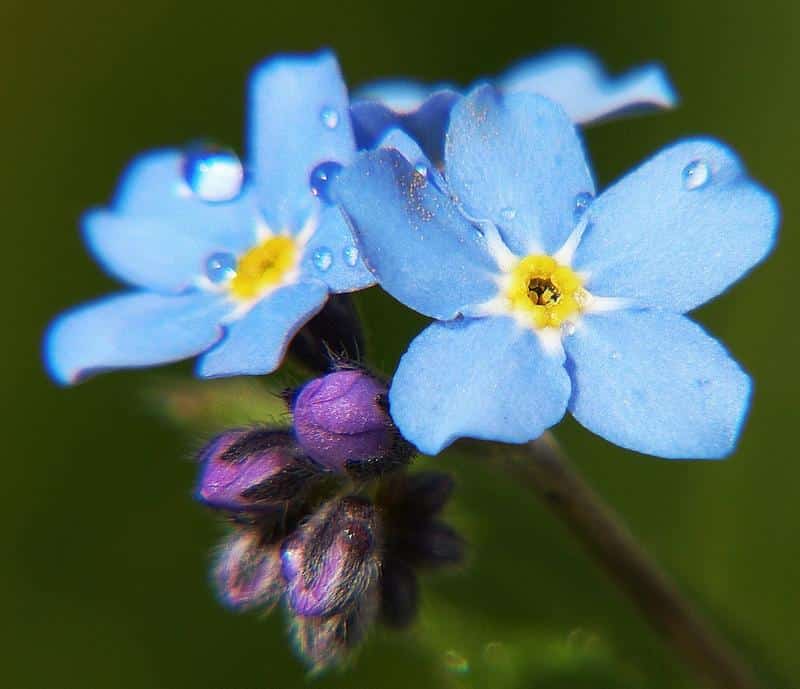 Are Forget-Me-Nots Toxic to Dogs?