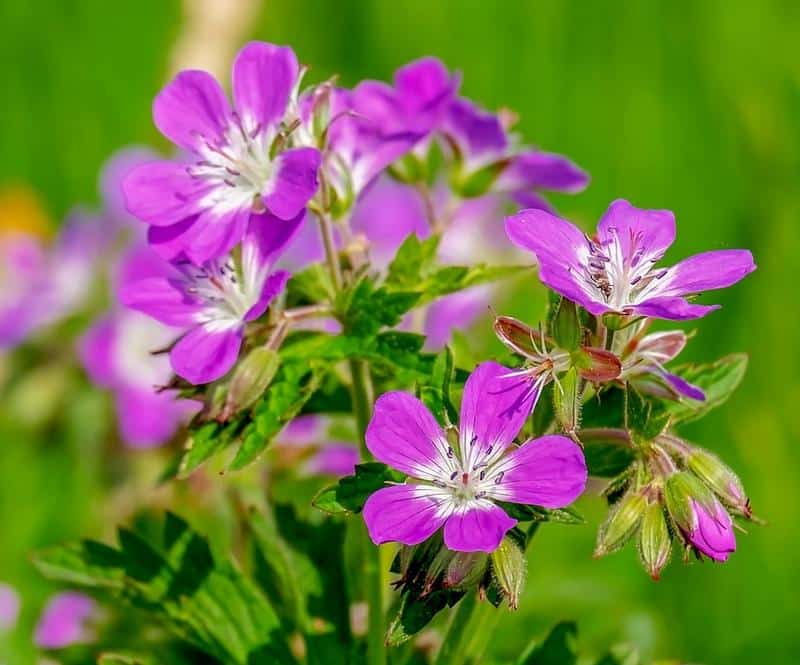 Are Geranium Leaves Poisonous to Dogs?