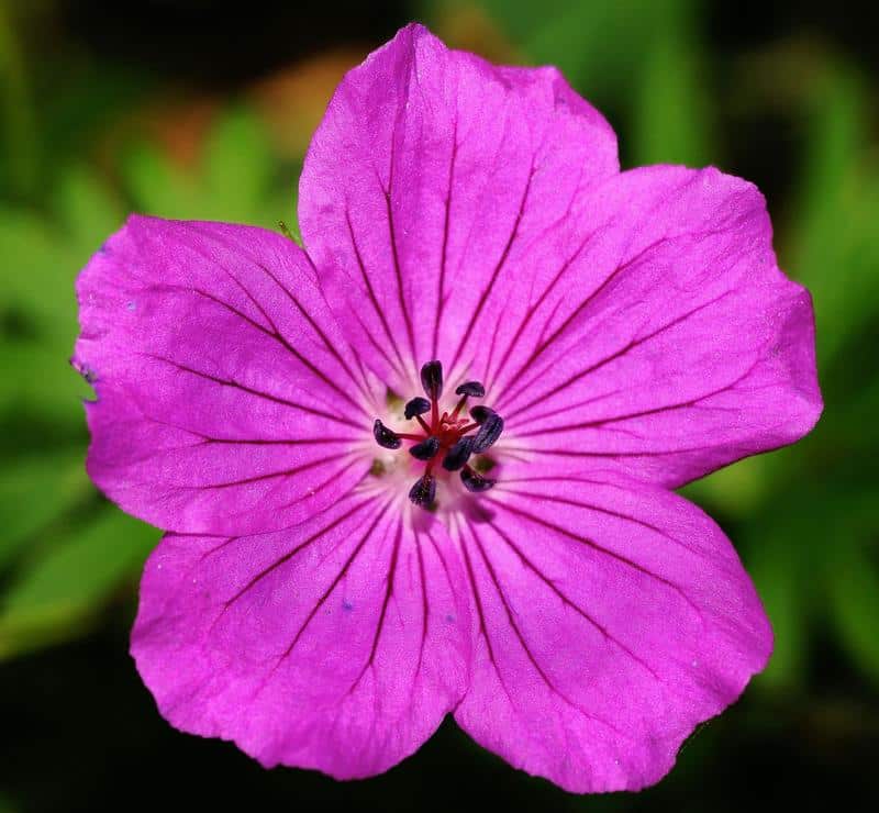 Are Geraniums Poisonous to Dogs?