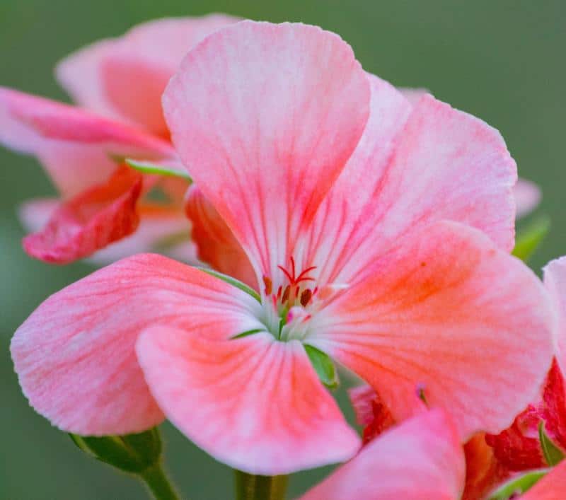 Are Geraniums Toxic to Dogs?