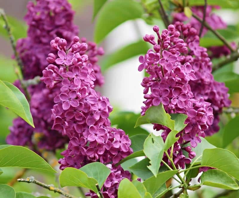 Are Lilacs Poisonous to Dogs?