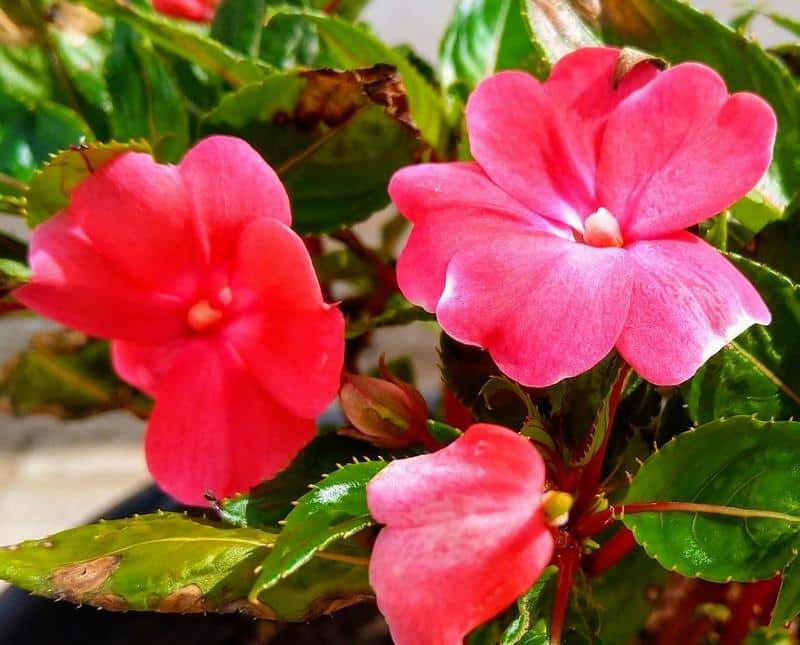 Are New Guinea Impatiens Poisonous to Dogs?