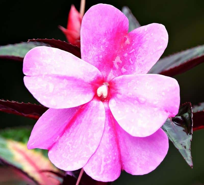 Are New Guinea Impatiens Toxic to Dogs?