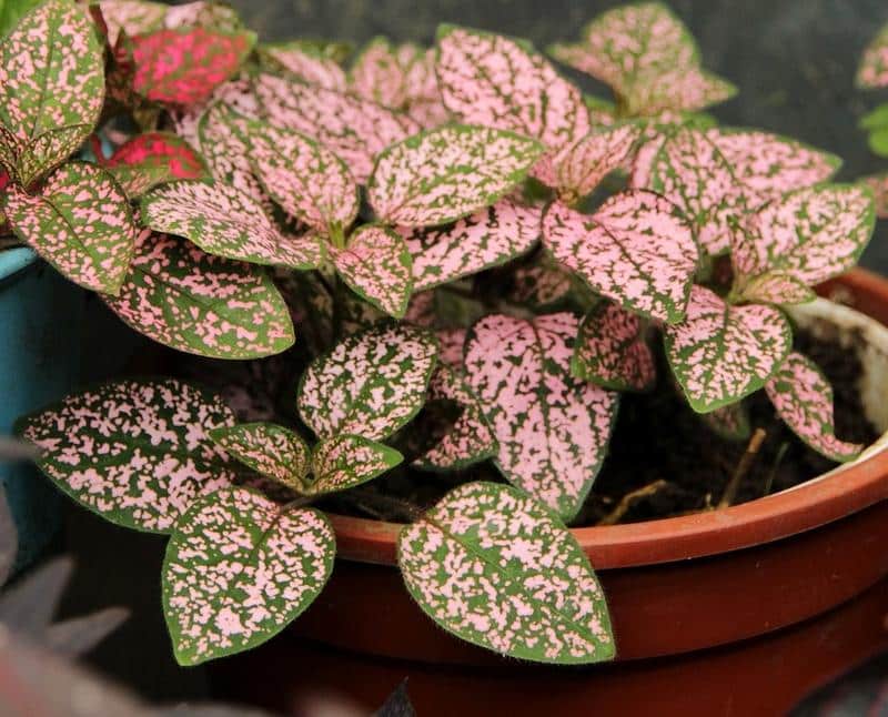 Are Polka Dot Plants Toxic to Dogs?