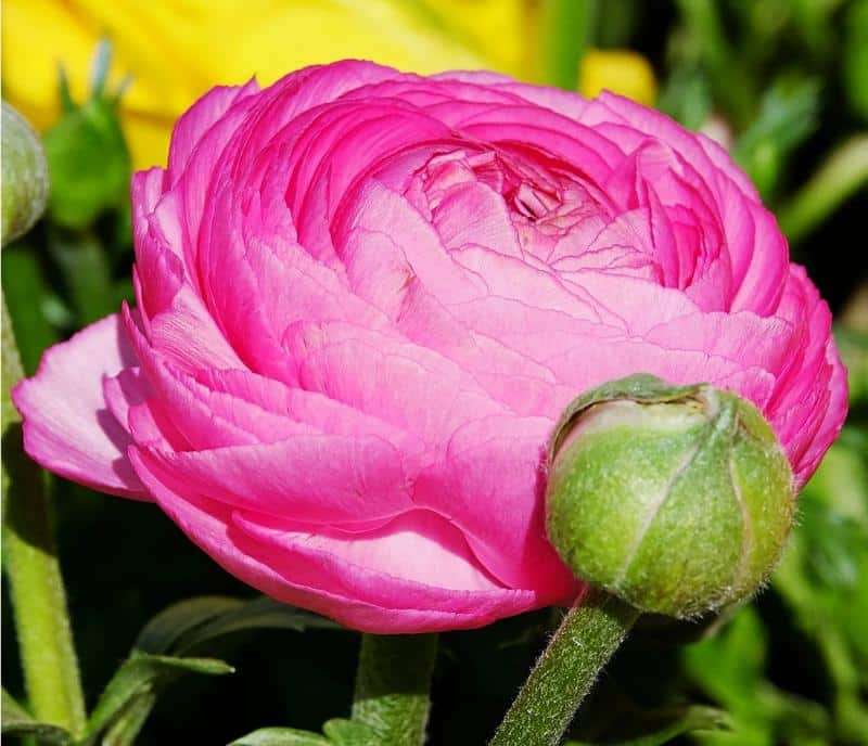 Are Ranunculus Poisonous to Dogs?