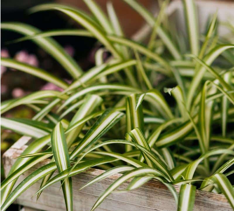Are Spider Plants Poisonous to Dogs?