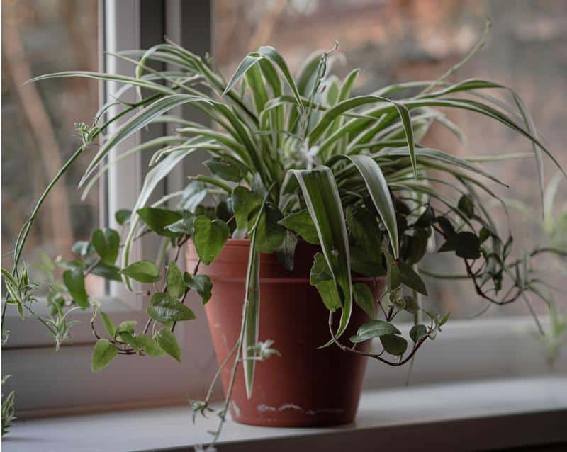 Are Spider Plants Toxic to Dogs?