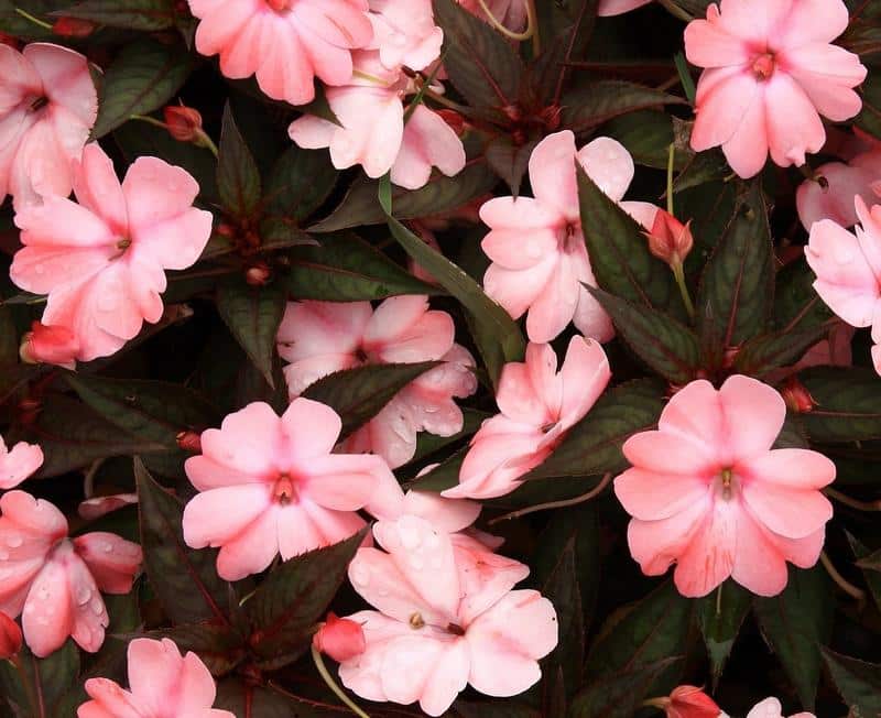 Are SunPatiens Poisonous to Dogs?