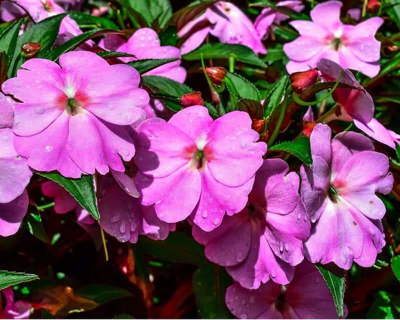 Are SunPatiens Toxic to Dogs?
