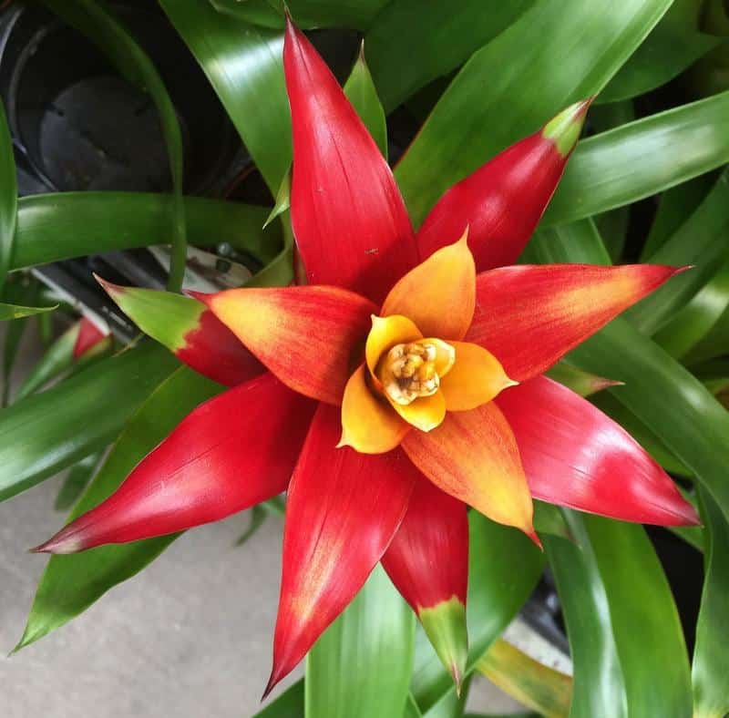 Bromeliad Safe for Dogs