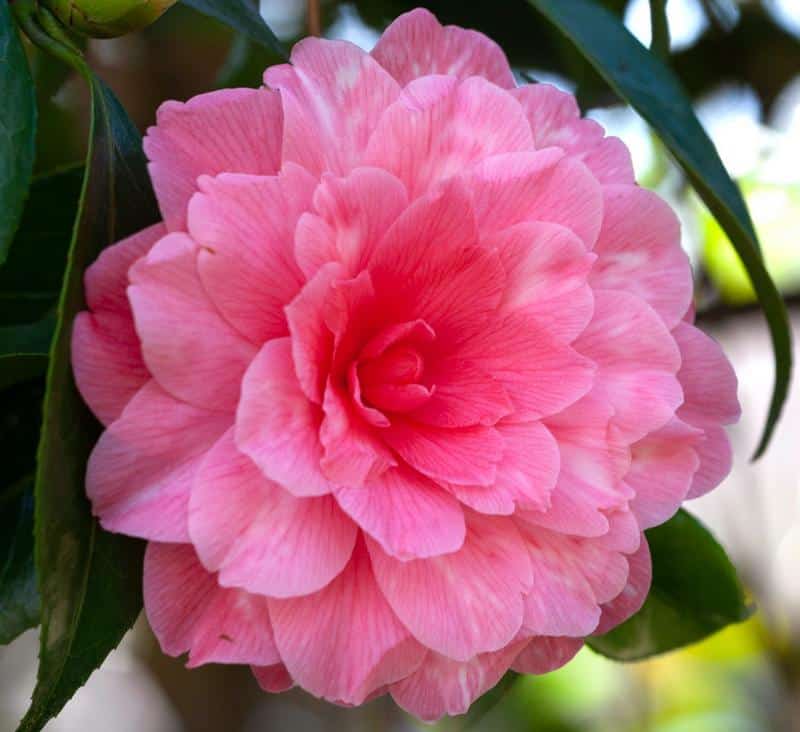 Camellia Flowers Safe for Dogs