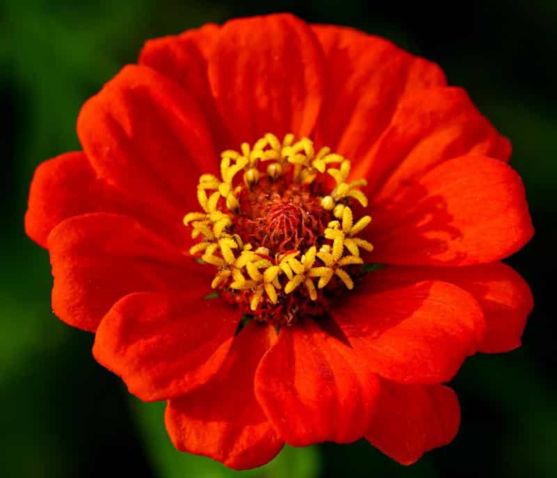 Can Dogs Eat Zinnias?