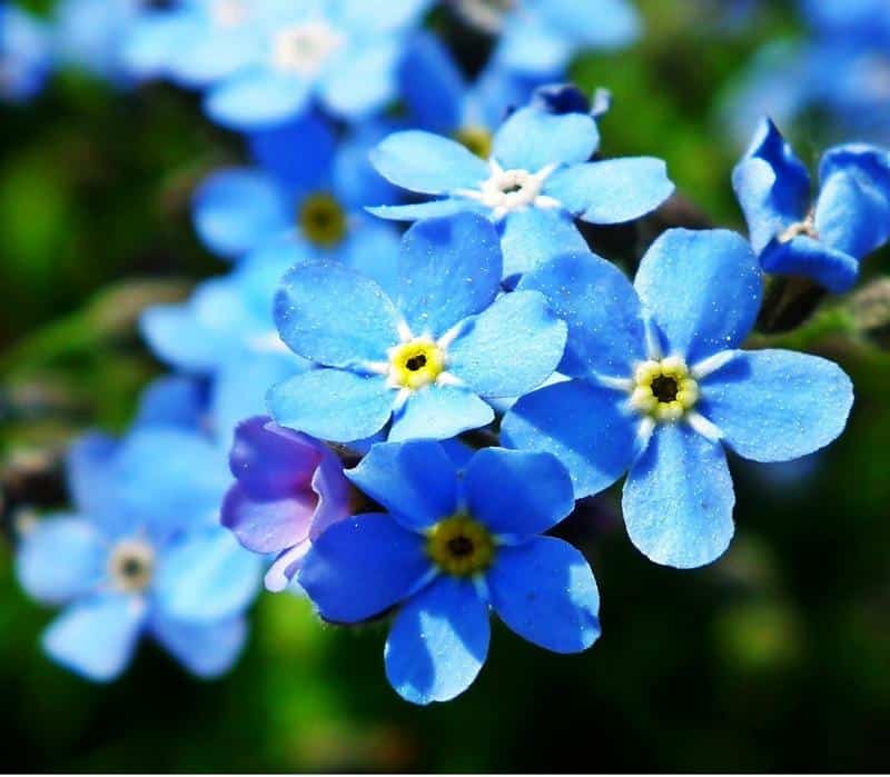 Forget-Me-Nots and Dogs