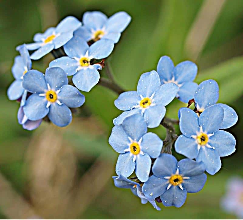 Forget-Me-Nots Safe for Dogs
