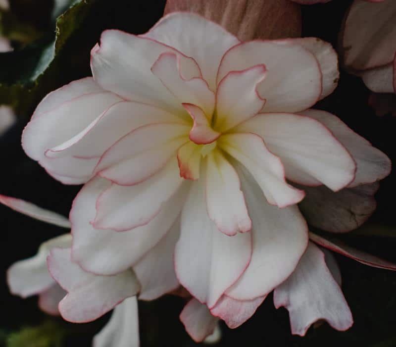 How to Grow Begonias in Pots